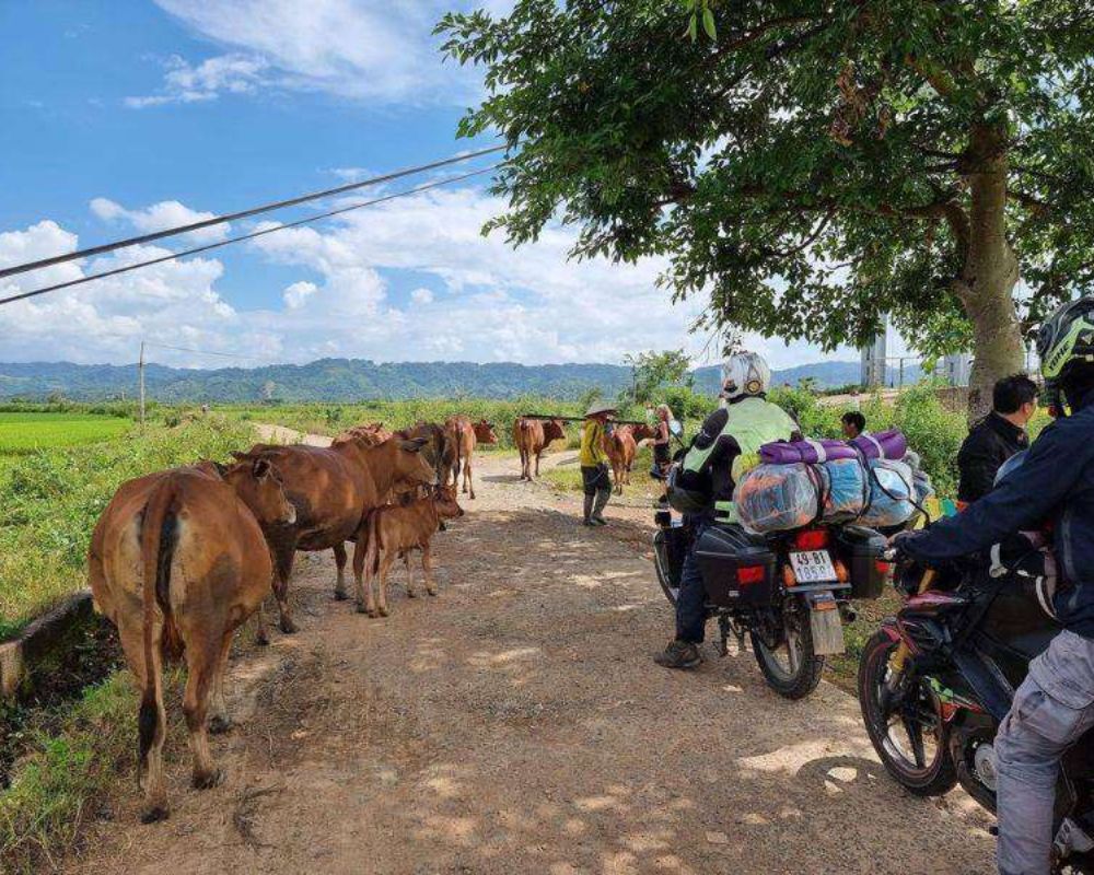 Vietnam Motorbike Tours - From Saigon to Dalat 6D5N